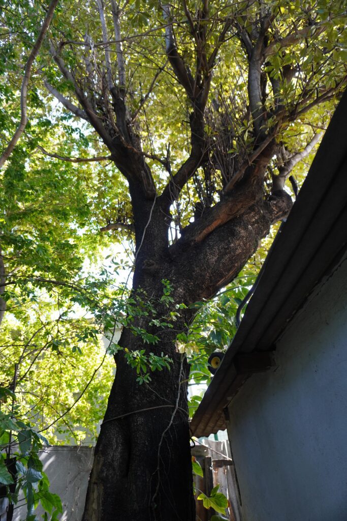 La famille Rallots, expulsée de chez elle à Ravine Blanche à Saint-Pierre depuis le 25 avril 2024 vit toujours sur les lieux. (Photo SF)