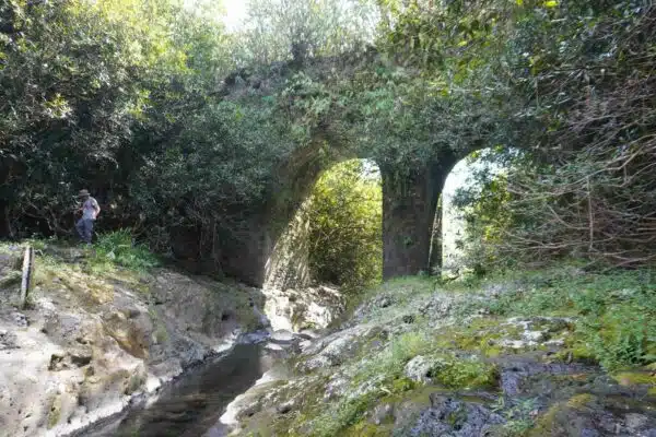 [Hauts de Saint-Benoît] Ponts et canaux enfouis sous la forêt