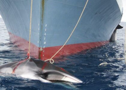 un rorqual pêché par le Japon