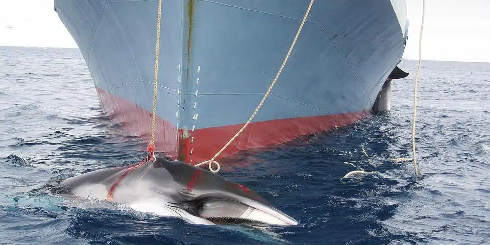 un rorqual pêché par le Japon