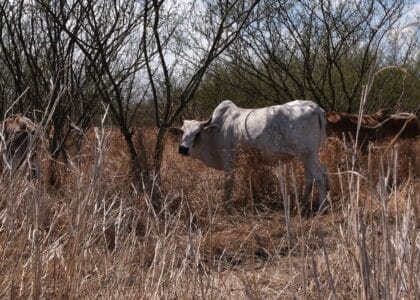 Savane boeuf moka