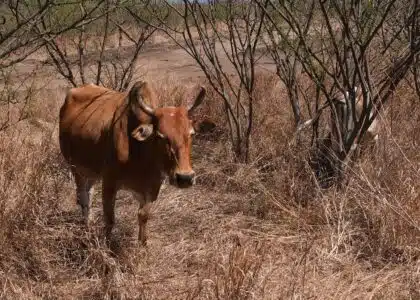 Savane boeuf moka