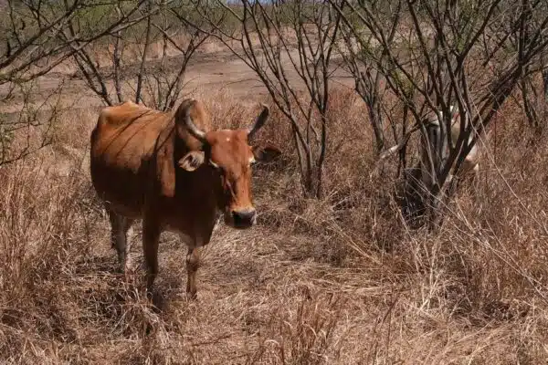 [Savane] Saint-Paul et la Sédré contre-attaquent