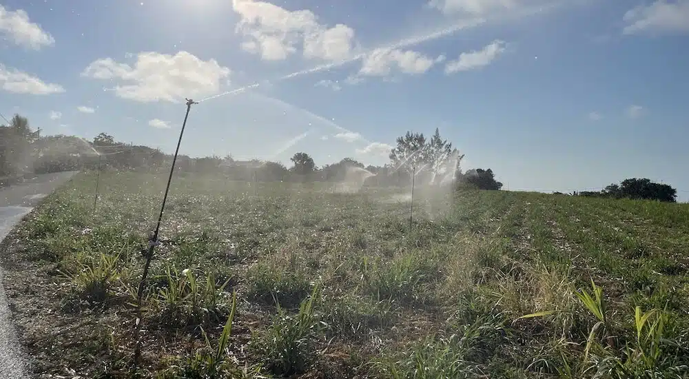 agriculture canne irrigation