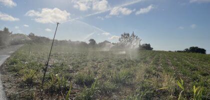 agriculture canne irrigation