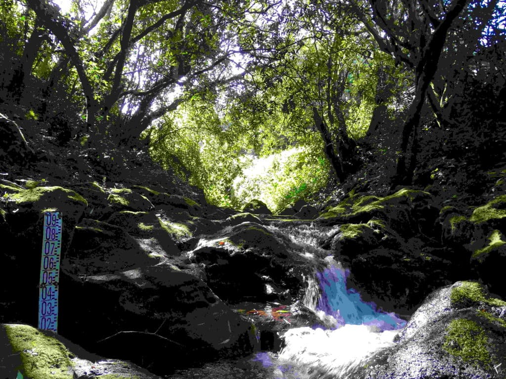 Prélèvement d'eau dans les ravines Charrié et du Pont à Petite-Ile pollution pesticides