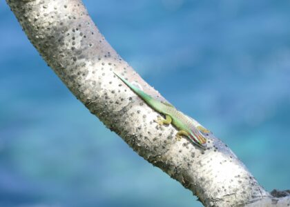 gecko vert de Manapany Phelsuma inexpectata Nature Océan Indien NOI Chloé Bernet